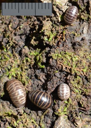 Glomeris marginata